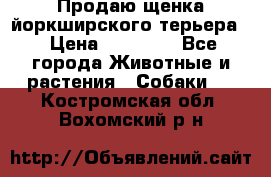 Продаю щенка йоркширского терьера  › Цена ­ 20 000 - Все города Животные и растения » Собаки   . Костромская обл.,Вохомский р-н